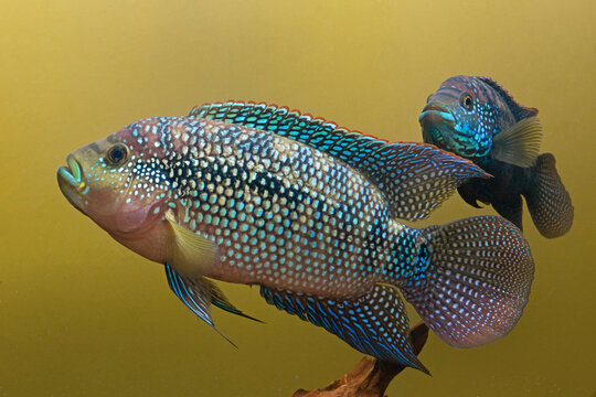 Rocio octofasciata, jack dempsey fish
