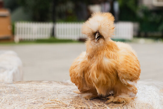 Brown Silky Chicken standing on a hay.