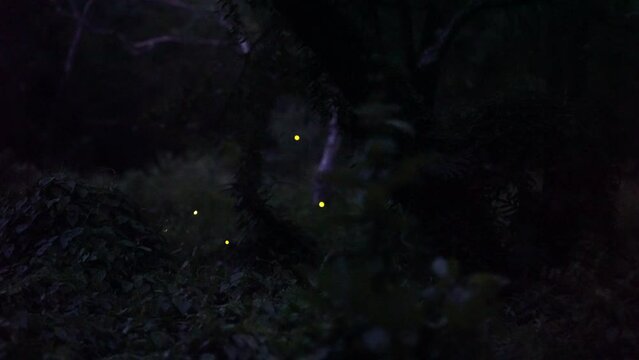 Footage VDO Firefly flying in the forest. Firefly lights in the night like a fairy tale. Fireflies in the bush at night in Prachinburi Thailand. Light from fireflies at night in the forest.	

