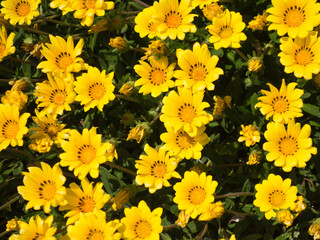 Yellow daisy flowers during the spring season