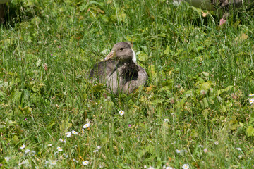 Closeup of a brown gosling in  the grass of a meadow