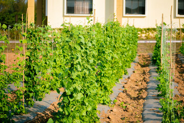 Fototapeta na wymiar Rows of young green hop plants growing in a garden on a sunny day