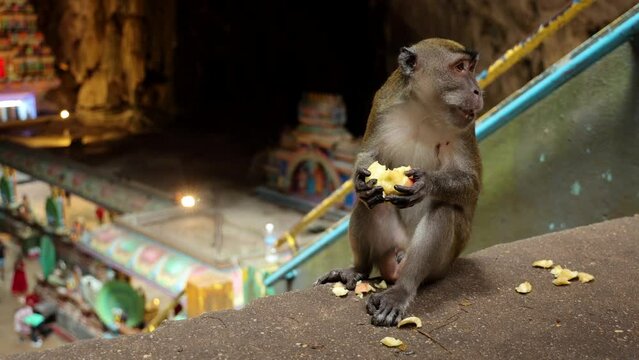 Close up frontal view of long-tailed Macaque sitting at famous Batu Caves
