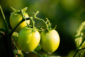 Fresh green roma tomatoes, tomato farming concept - obrazy, fototapety, plakaty