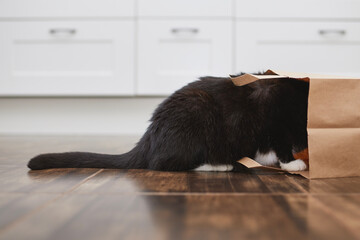 Domestic life with pet. Naughty cat looking into paper shopping bag. Curious cat alone at home kitchen. .