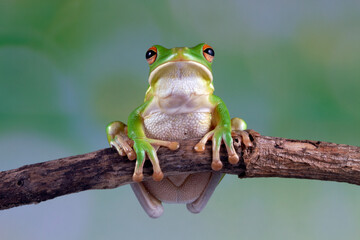 White-lipped tree frog (Litoria infrafrenata) on branch, white-lipped tree frog (Litoria infrafrenata) closeup 
