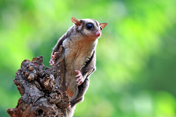 Cute face sugar glider on wood, sugar glider closeup, sugar glider climbing on wood