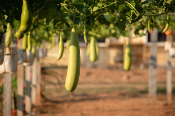 Bottle gourd hanging in its plant. bottle gourd or calabash growing concept. - obrazy, fototapety, plakaty