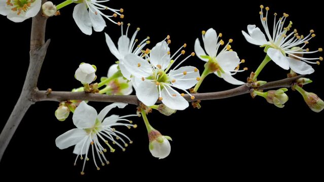 4K Time Lapse of flowering white flowers of cherry plum on tree branch isolated on background. Spring time-lapse of opening flowers of wild plum, close-up.