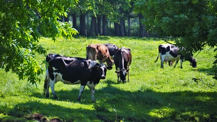 牛の放牧地3