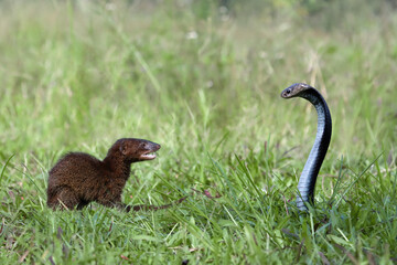 Javan Mongoose or Small asian mongoose (Herpestes javanicus) fighting with Javanese cobra on the green grass