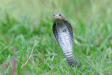 Naja sputatrix closeup on isolated background, Javanese cobra snake closeup in a defensive position
