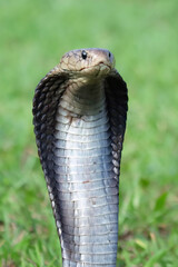 Fototapeta premium Naja sputatrix closeup on isolated background, Javanese cobra snake closeup in a defensive position