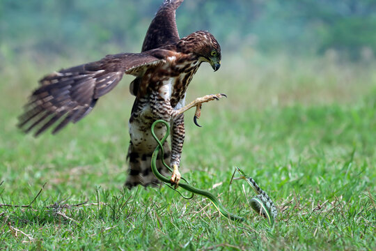 Crested Goshawk bird fighting with snake on the green grass, Crested Goshawk bird eating snake on green grass with natural background