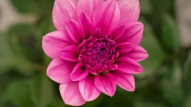 4K Time Lapse of blooming pink Dahlia. Timelapse of growing and opening beautiful flower, top view. Time-lapse close-up.