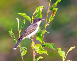 Northern Rough-winged Swallow Photo and Image.  Close-up side view, perched on a branch with a coloured background.