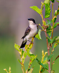 Obraz premium Northern Rough-winged Swallow Photo and Image. Close-up front view, perched on a branch displaying brown feather plumage with a colourful background.