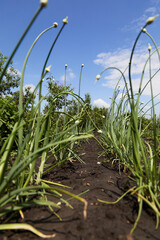 onions with bud on a stalk of plant