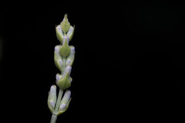 close up photo of lavender flower on black background
