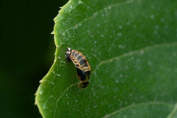Asian ladybug pupa on a green leaf. Ladybug in pupa stage. the world of the entomologist - obrazy, fototapety, plakaty