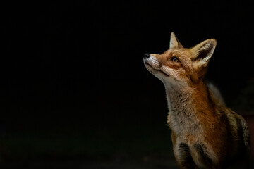 An urban fox in a doorway whilst visiting a house looking for food at night time. Beautiful photo of fox with a dark background.