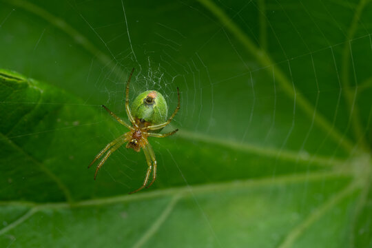 spider Araniella cucurbitina on spider web with green leaf background. Natural environment. Spider web, Araneidae, Cucumber green spider