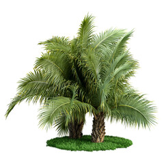 Coconut tree isolated on white