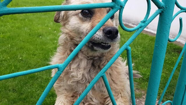 A very aggressive and bloodthirsty dog shows its jaws and barks at passers-by, selective focus	