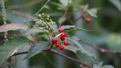 Rivina humilis (pigeonberry, rouge plant, baby peppers, bloodberry, coralito, Getih-getihan). The berries have been tested in male rats and are reported to be safe to consume also used food coloring