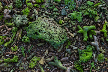 Dead coral fragments lying on a beach, coral reefs on the beach, Beach surface background, Beach...