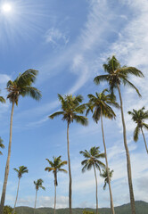 Fototapeta na wymiar nails beautiful palm trees on the beautiful beaches of Venezuela