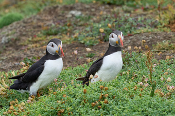 Atlantic puffin (Fratercula arctica) on the cliffs of Skomer Island off the coast of Pembrokeshire in Wales, United Kingdom