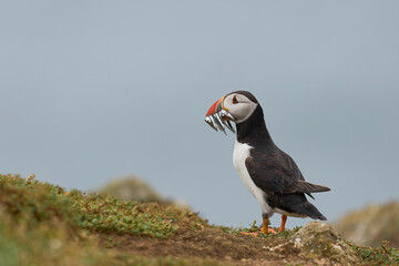 Puffin (Fratercula arctica) carrying small fish in its beak to feed its chick on Skomer Island off the coast of Pembrokeshire in Wales, United Kingdom