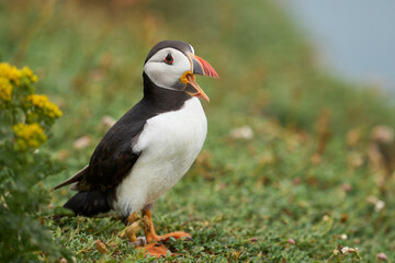 Atlantic puffin (Fratercula arctica) calling on Skomer Island off the coast of Pembrokeshire in Wales, United Kingdom