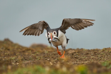 Puffin (Fratercula arctica) carrying small fish in its beak to feed its chick on Skomer Island off the coast of Pembrokeshire in Wales, United Kingdom