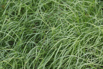 Fototapeta na wymiar close up grass in the garden