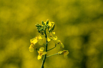 Obraz premium Rape plant and flowers in close-up. Cultivation of rapeseed.