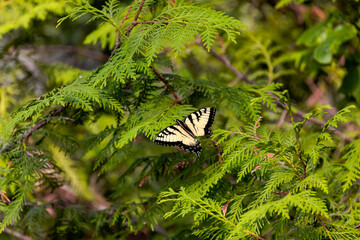 The Eastern Yellow Swallowtail is  Butterfly  (Iphiclides podalirius)native to eastern North America,state insect of Virginia.