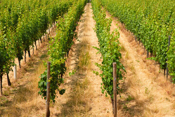 Fototapeta na wymiar Vineyard in the ancient roman city of Trier, Moselle Valley in Germany, landscape in rhineland palatine 