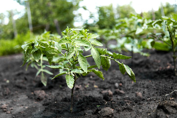 growing your tomato plants vegetables in garden