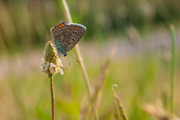 Brown argus, Argus bleu, Azuré commun, Azuré de la Bugrane, Polyommatus icarus.  Butterbly in real life. Butterfly in macro.  Closeup shot of a butterfly against a blurred background.