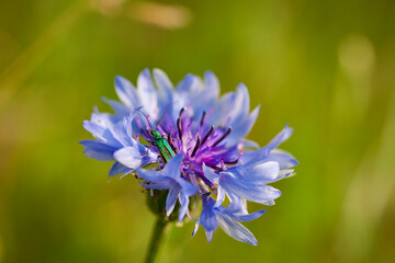 Close up of Cornflower and Oedemera nobilis female,,  Coleoptera, against a blurred background. Closeup of the iridescent metallic green colored false oil or thick-legged flower beetle, Oedemera nobil