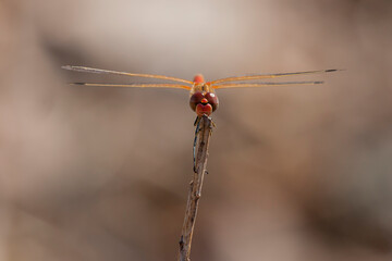 Front closeup of Dragonfly against blurred background. Sympetrum fonscolombii Libellulidae in Corsica.