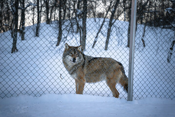 polar wolf in a polar zoo, norway. 