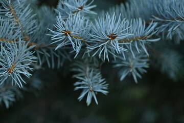 Naklejka na ściany i meble branches of a blue Christmas tree close-up, New Year's ornament, pine needles close-up, a pattern of blue spruce branches, a soft blue background of a Christmas tree