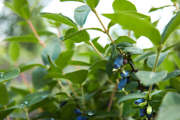 Blue ripe berries of honeysuckle on branch