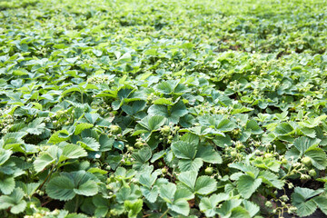 strawberries bloomed in the garden. Strawberry Plant.