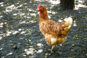 free range chicken in the summer day