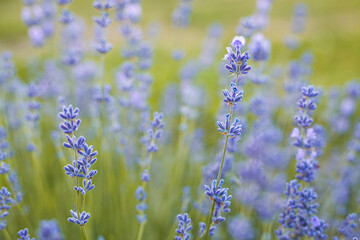 Obraz premium Selective focus on purple lavender flowers on blur background. Lavender field under the sunset in summer