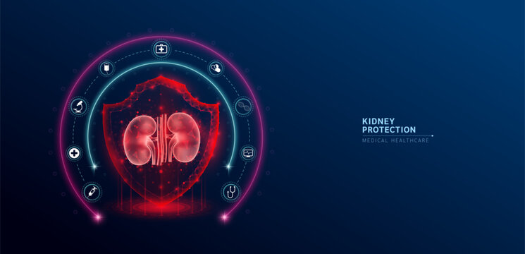 Kidney medical healthcare. Human kidney anatomy organ translucent low poly triangle inside shield futuristic glowing red on blue background. Immunity protection medical innovation concept. Vector.